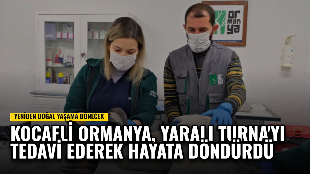 Kocaeli Ormanya, Yaralı Turna'yı Tedavi Ederek Hayata Döndürdü