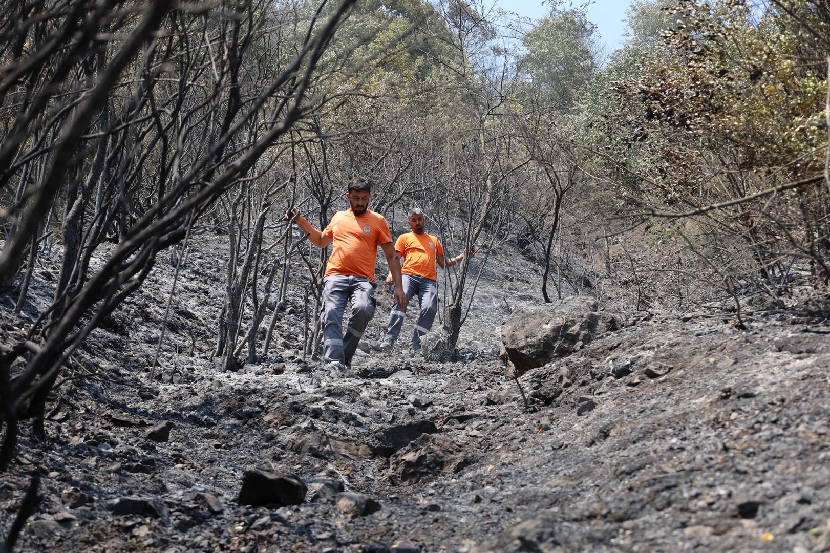 Sakarya Büyükşehir can dostlar için sahaya indi
